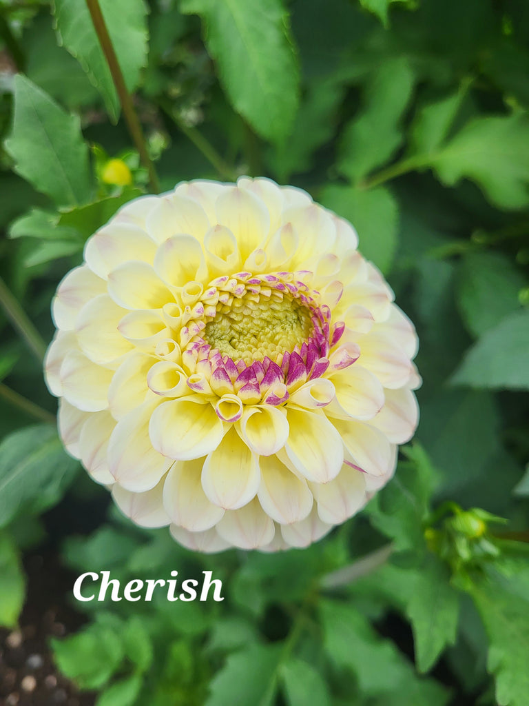 Bloomquist Cherish Dahlia Tuber
