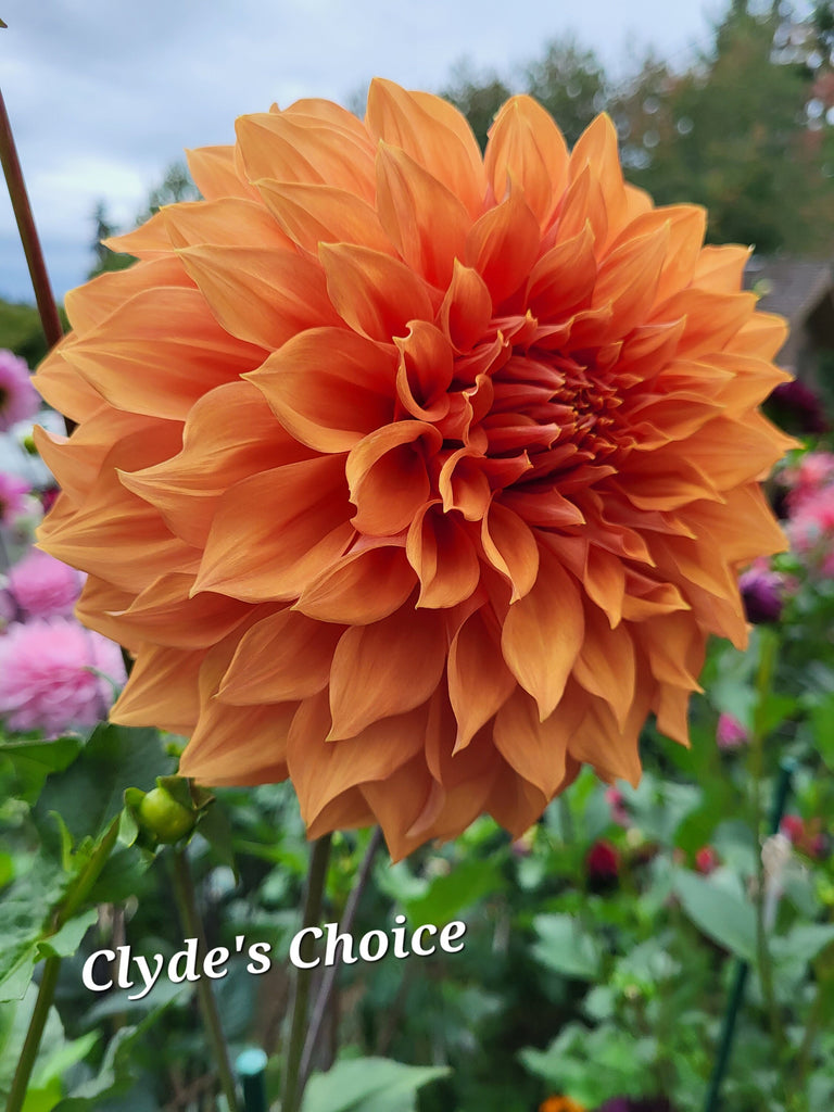 Clyde's Choice Dahlia Tuber
