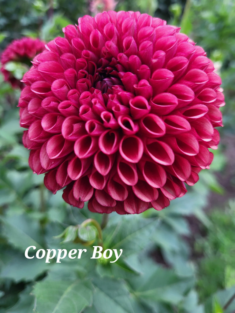 Copper Boy Dahlia Tuber