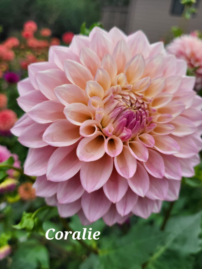 Coralie Dahlia Tuber