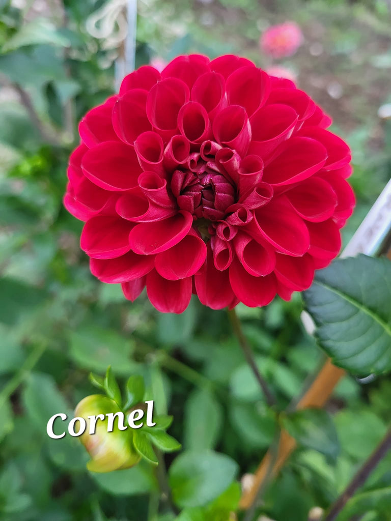 Cornel Dahlia Tuber