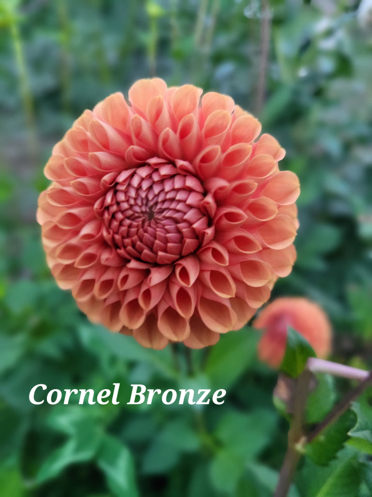 Cornel Bronze