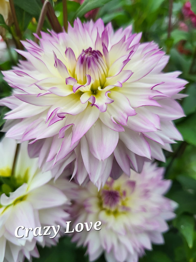 Crazy Love Dahlia Tuber