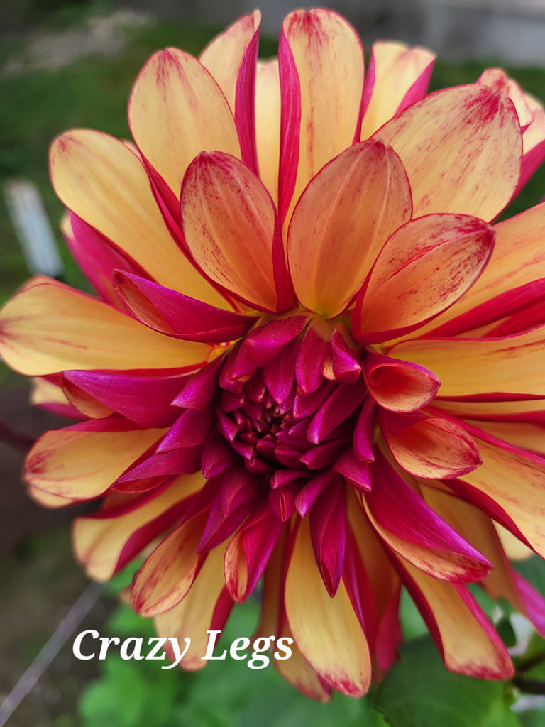 Crazy Legs Dahlia Tuber