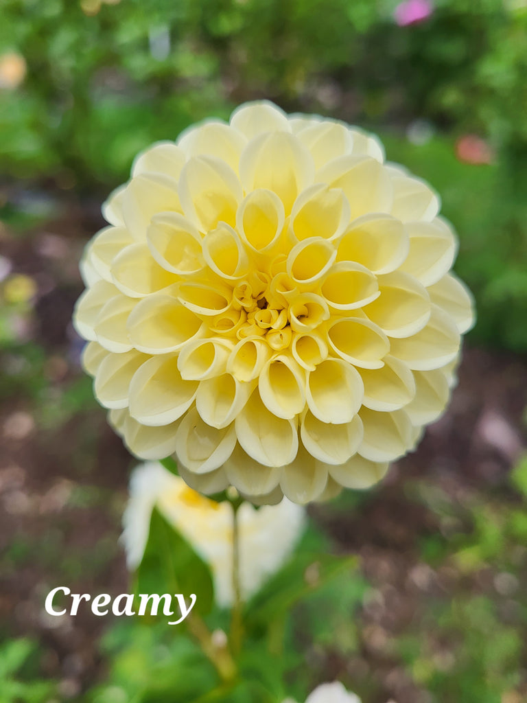 Creamy Dahlia Tuber