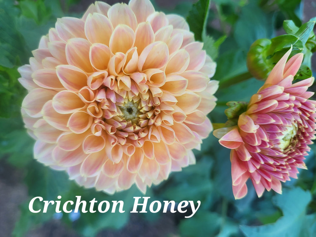 Crichton Honey Dahlia Tuber
