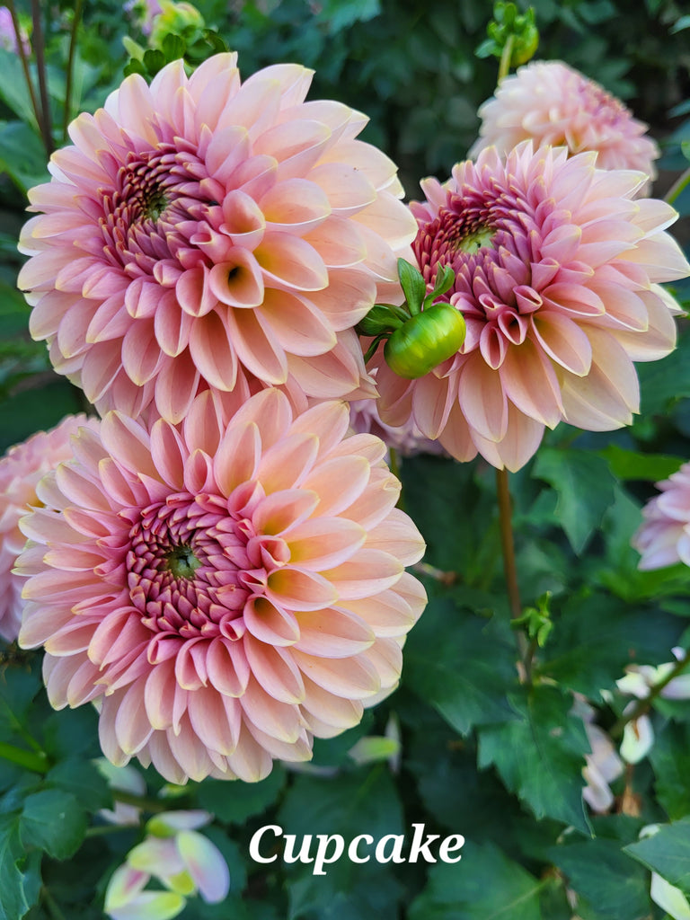 Cupcake Dahlia Tuber