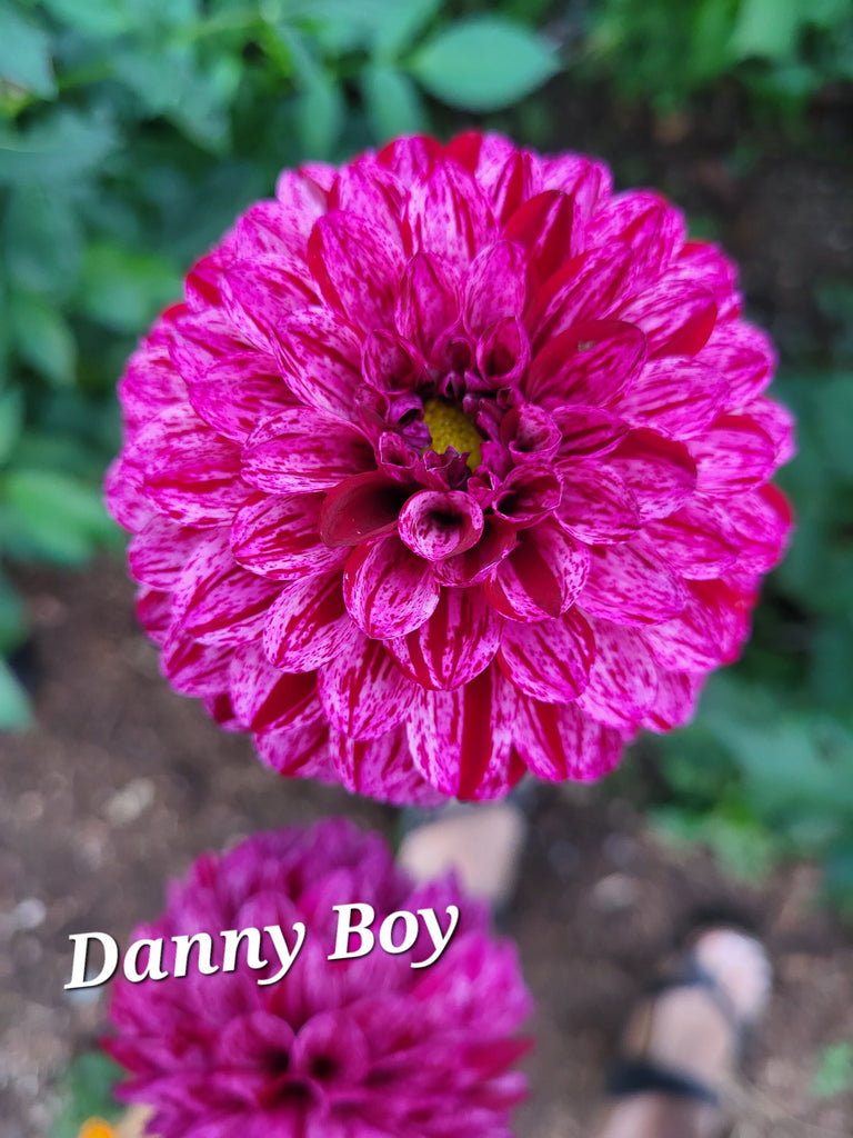 dahlia*様 VAN ZYVERDEN Dahlias Mother's Day Pink Bulbs (Set of 7