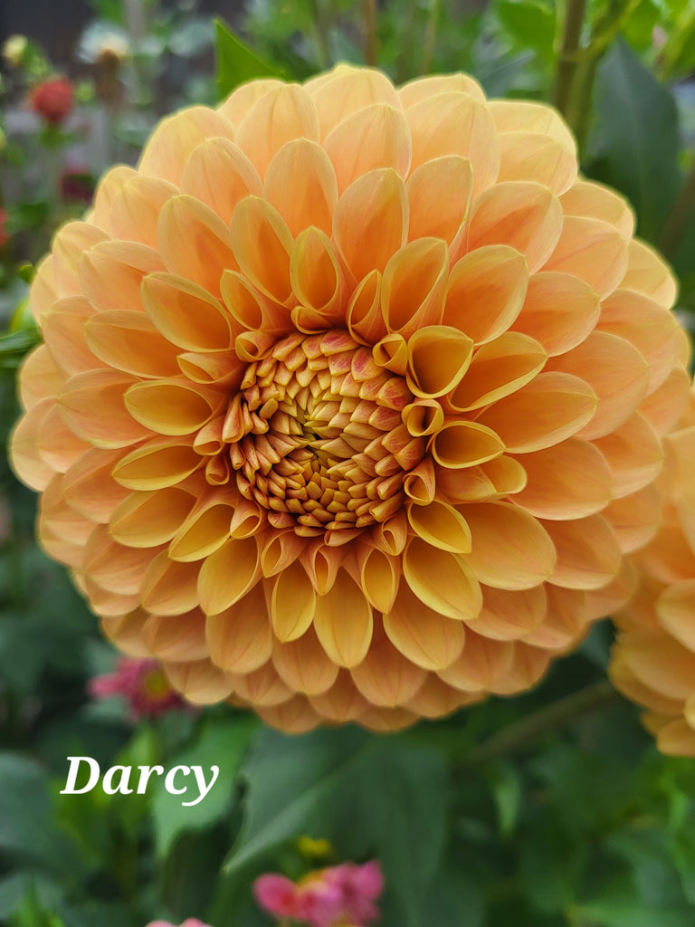 Darcy Dahlia Tuber