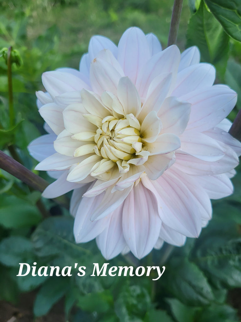 Diana's Memory Dahlia Tuber