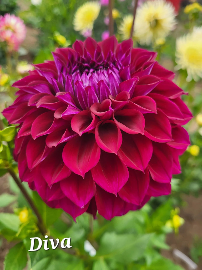 Diva Dahlia Tuber