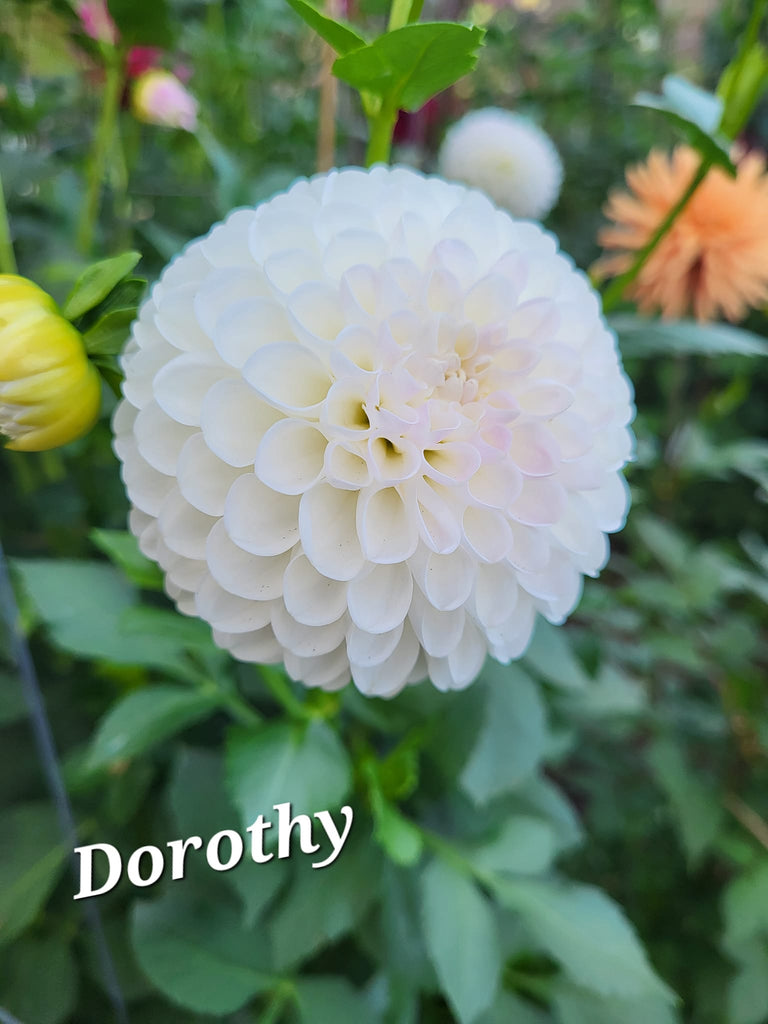 Dorothy R Dahlia Tuber