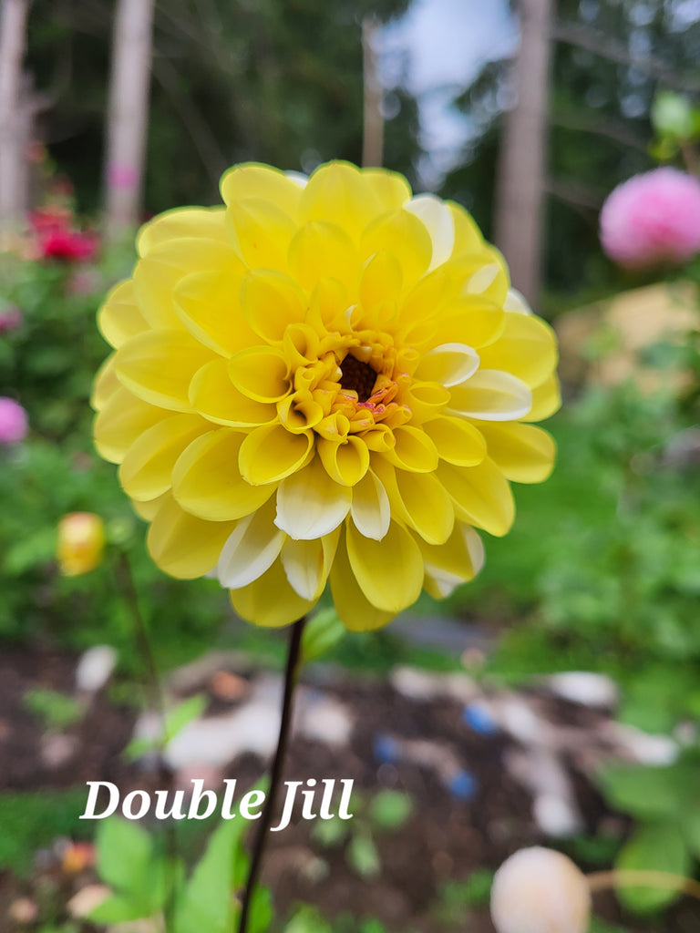 Double Jill Dahlia Tuber