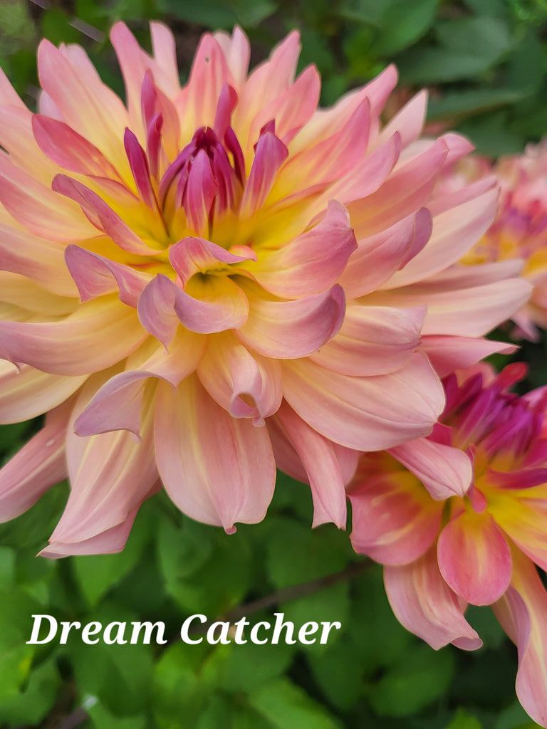 Dream Catcher Dahlia Tuber