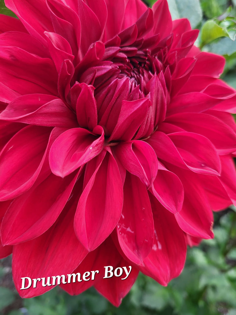Drummer Boy Dahlia Tuber