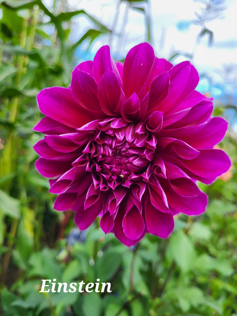 Einstein Dahlia Tuber