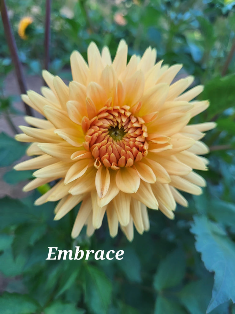 Embrace Dahlia Tuber