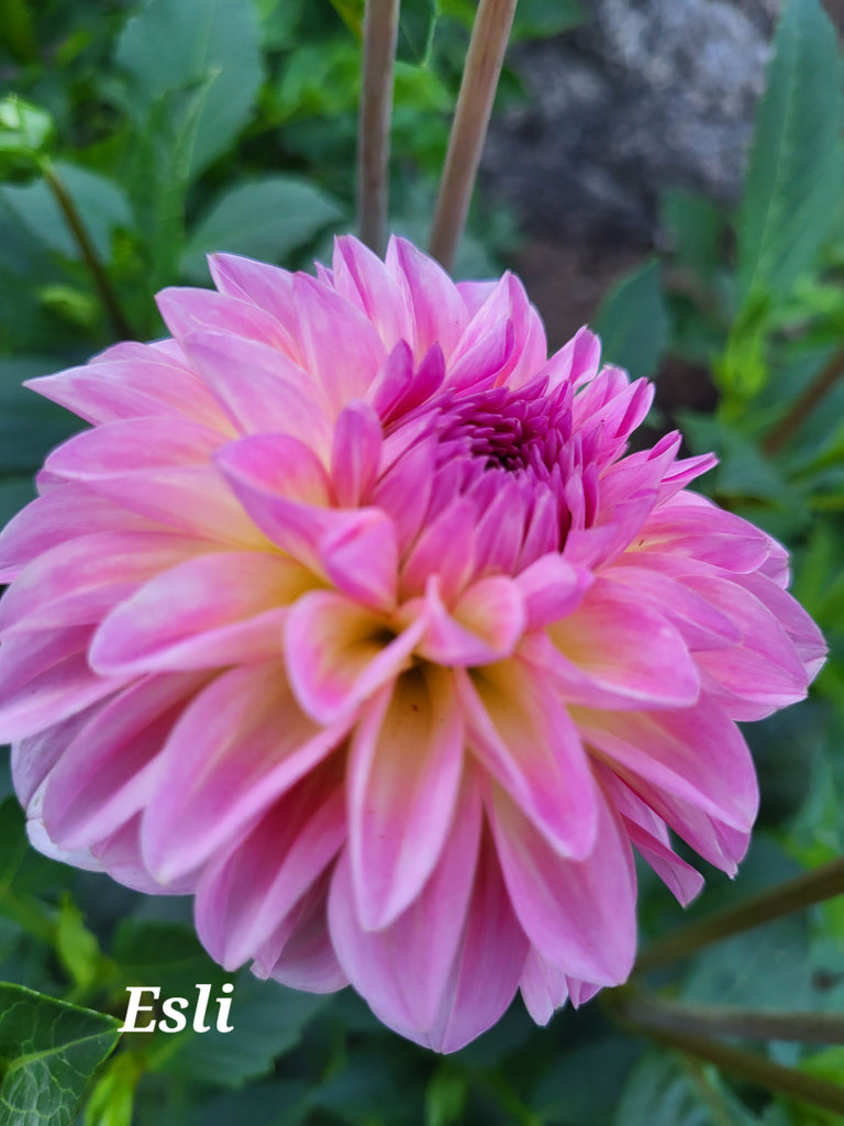 Esli Dahlia Tuber