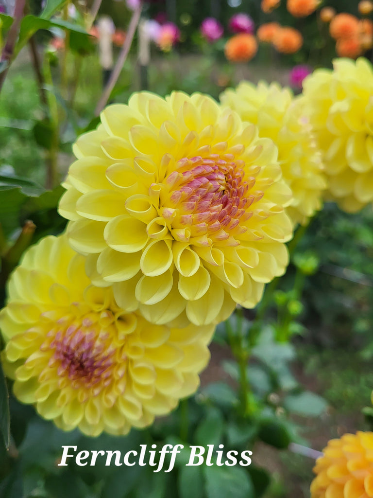 Ferncliff Bliss Dahlia Tuber