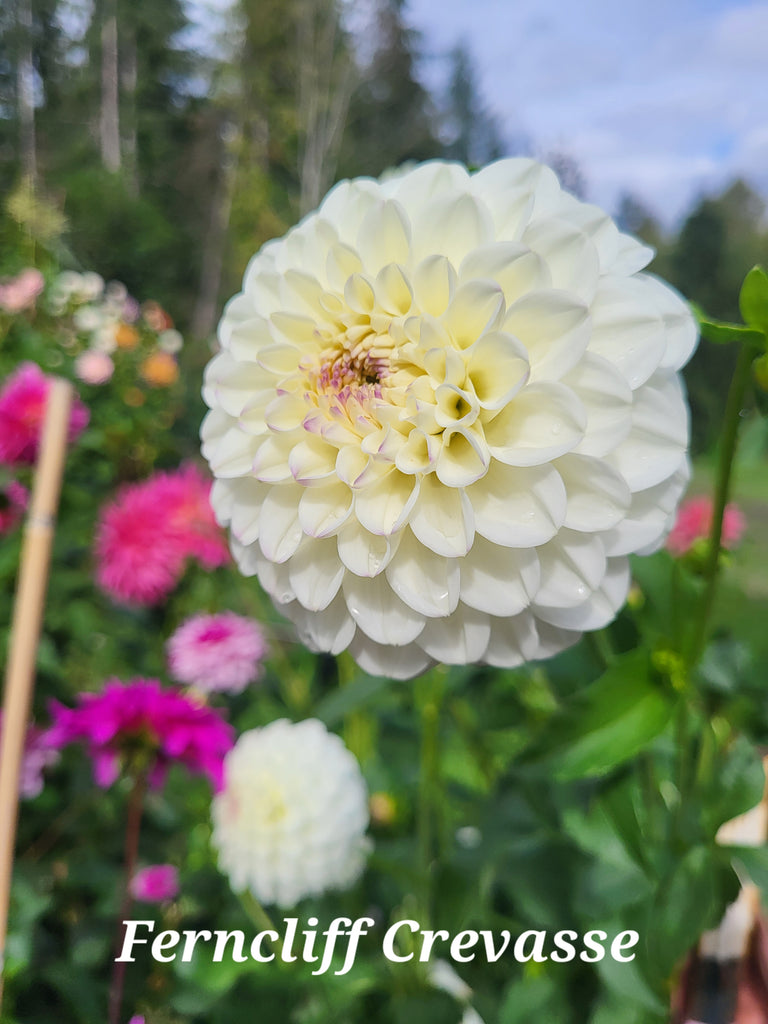 Ferncliff Crevasse Dahlia Tuber