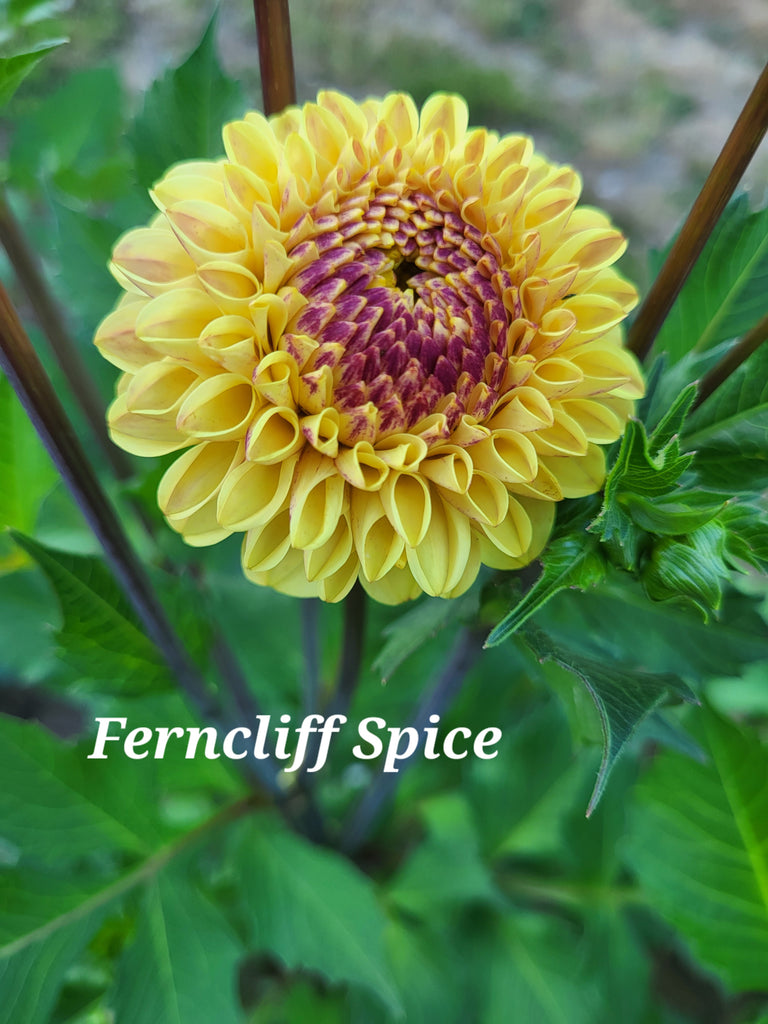 Ferncliff Spice Dahlia Tuber