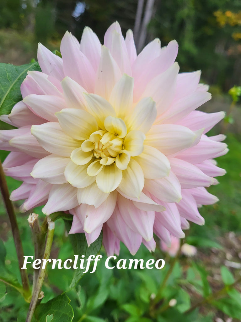 Ferncliff Cameo Dahlia Tuber