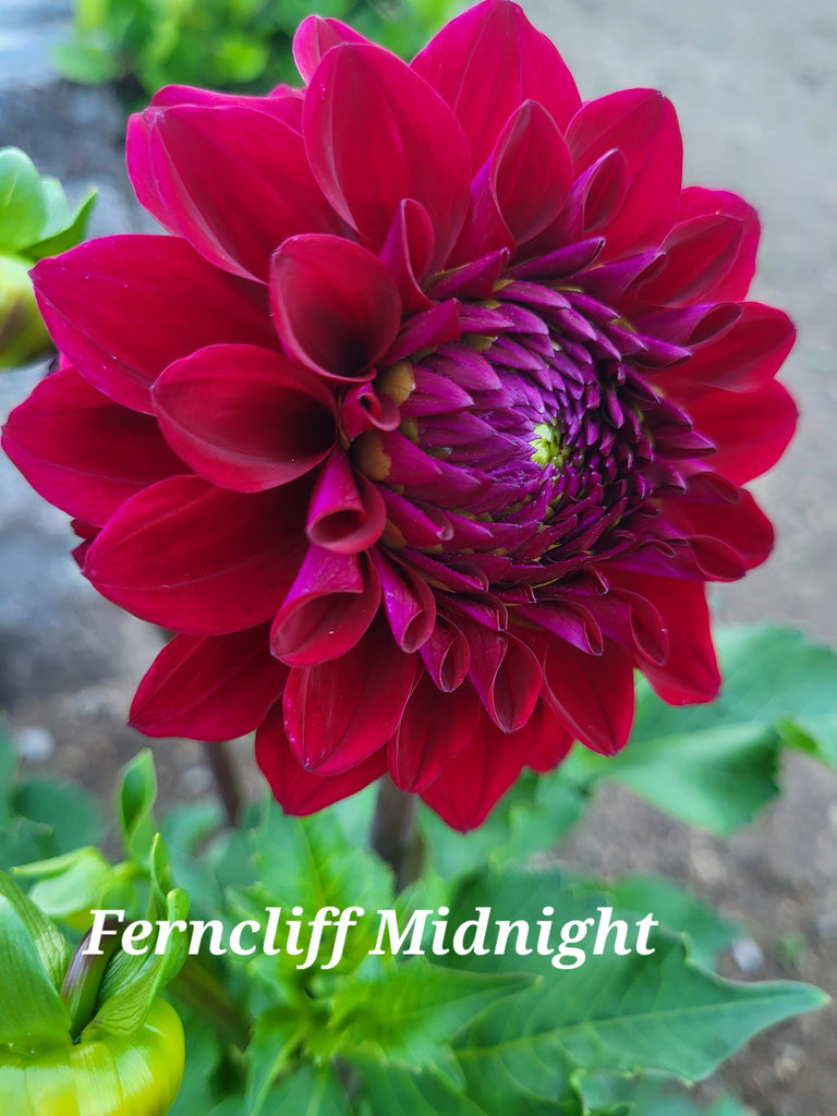 Ferncliff Midnight Dahlia Tuber