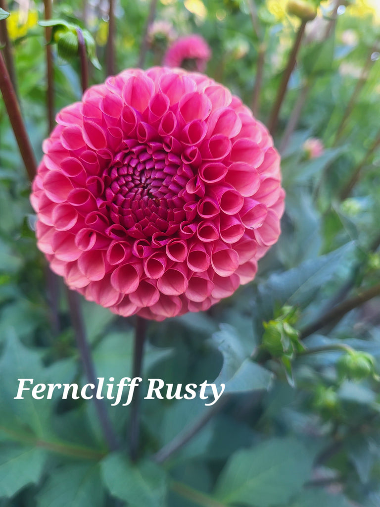 Ferncliff Rusty Dahlia Tuber
