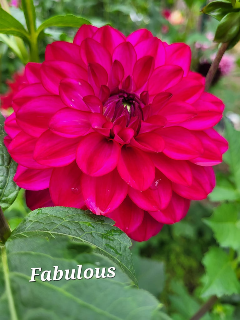 Fabulous Dahlia Tuber