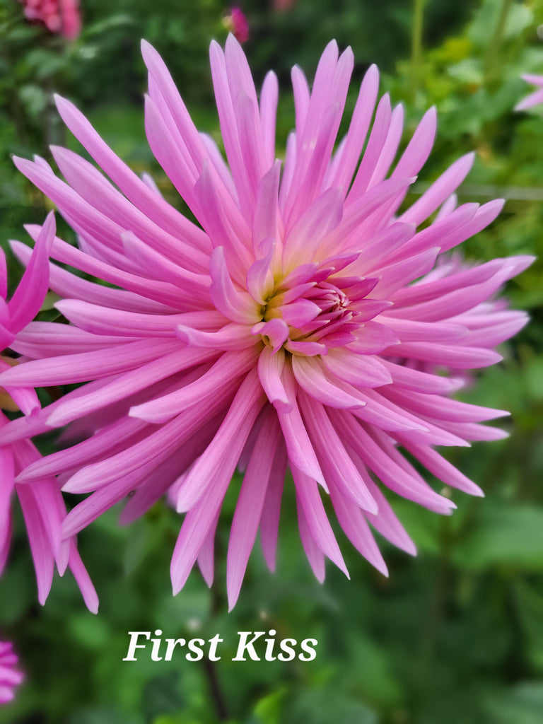 First Kiss Dahlia Tuber
