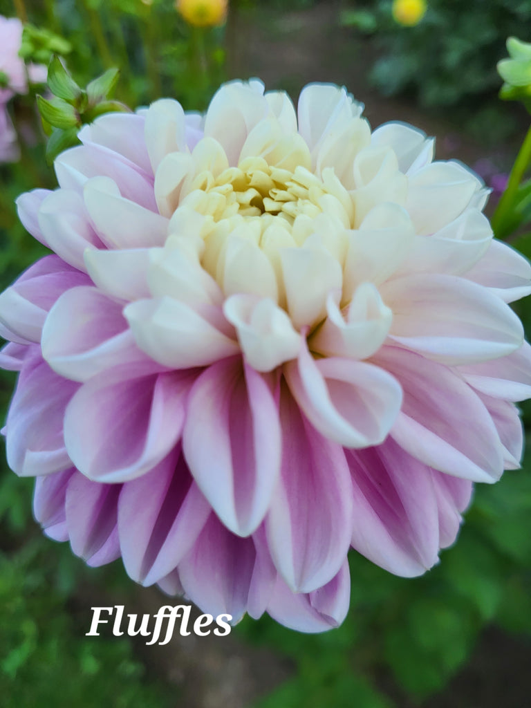 Fluffles Dahlia Tuber
