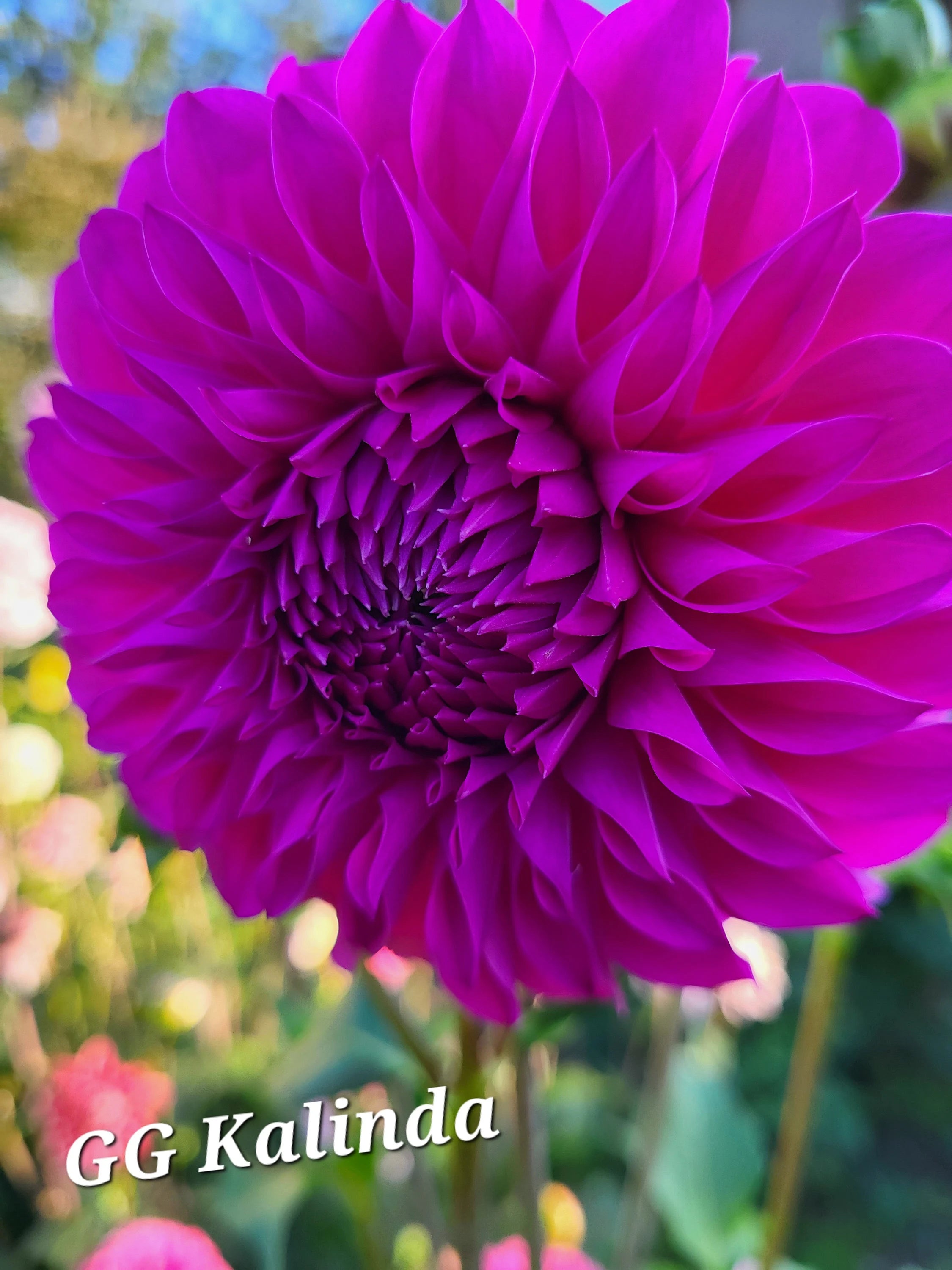 dahlia*様 GG's Kalinda Dahlia Tuber – Dahlias & Petals