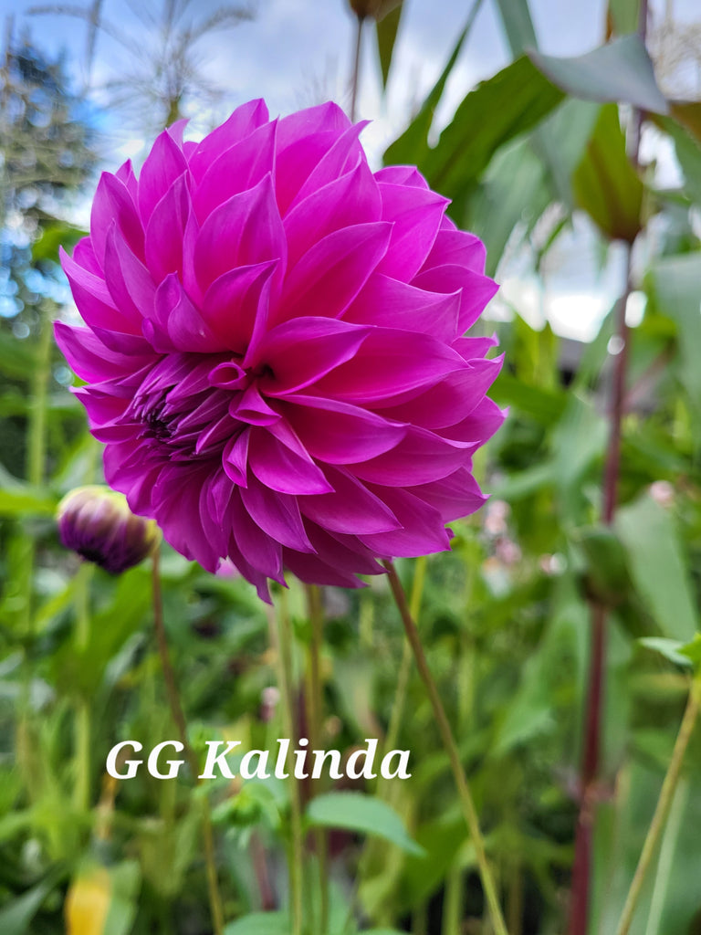 dahlia*様 Dahlia 'Nicholas' – Zetas Garden - Online Store
