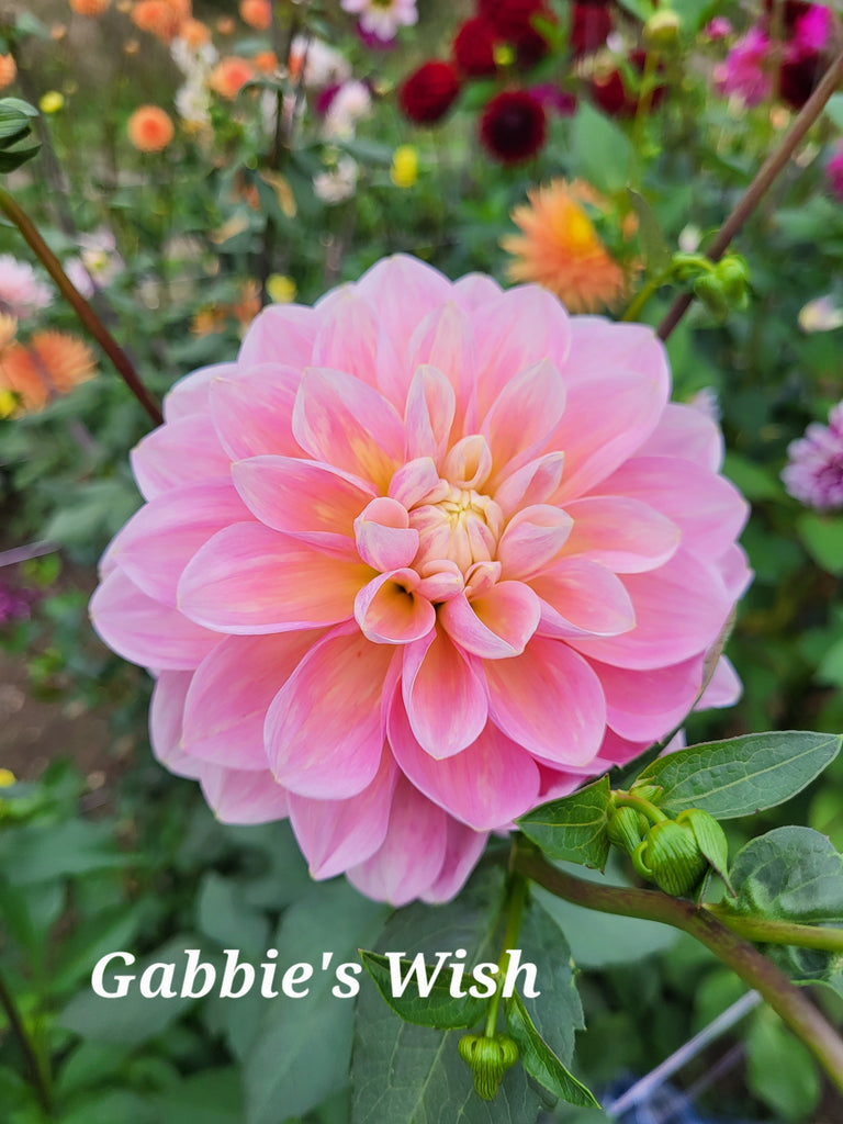 Gabbie's Wish Dahlia Tuber