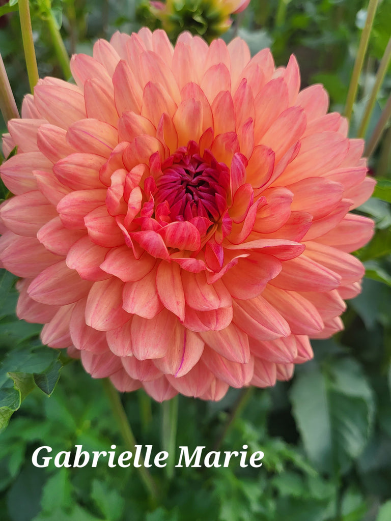 Gabrielle Marie Dahlia Tuber