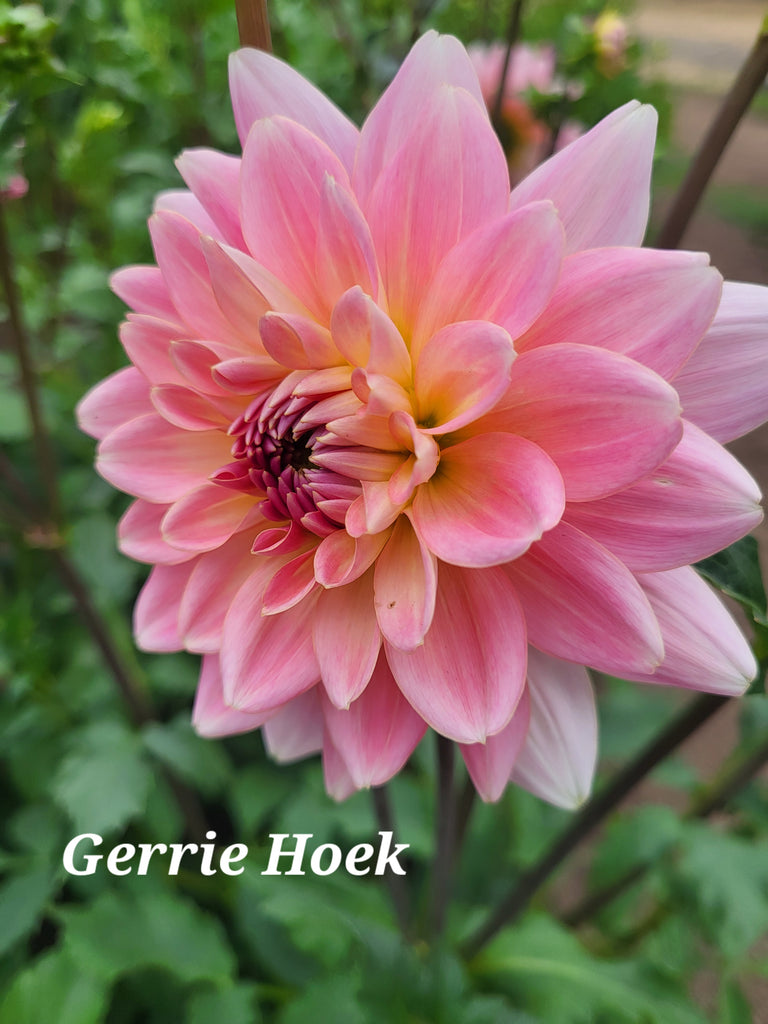 Gerrie Hoek Dahlia Tuber