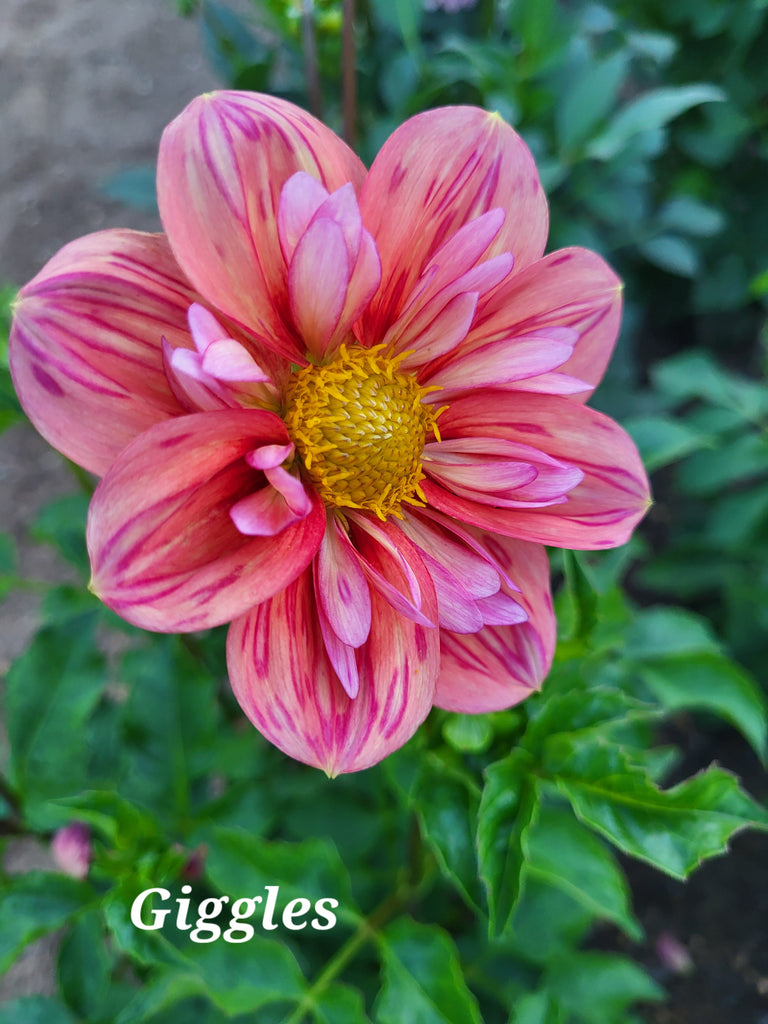 Giggles Dahlia Tuber