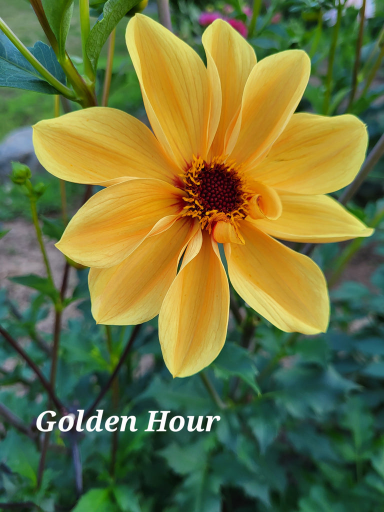 Golden Hour Dahlia Tuber