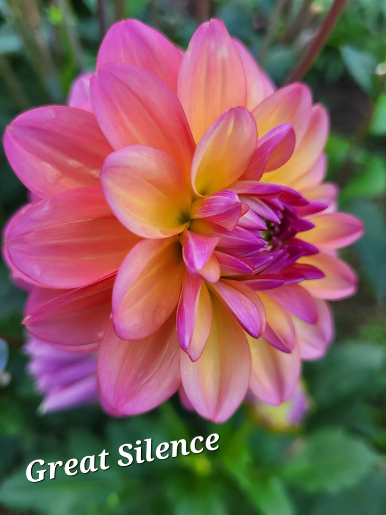 Great Silence Dahlia Tuber
