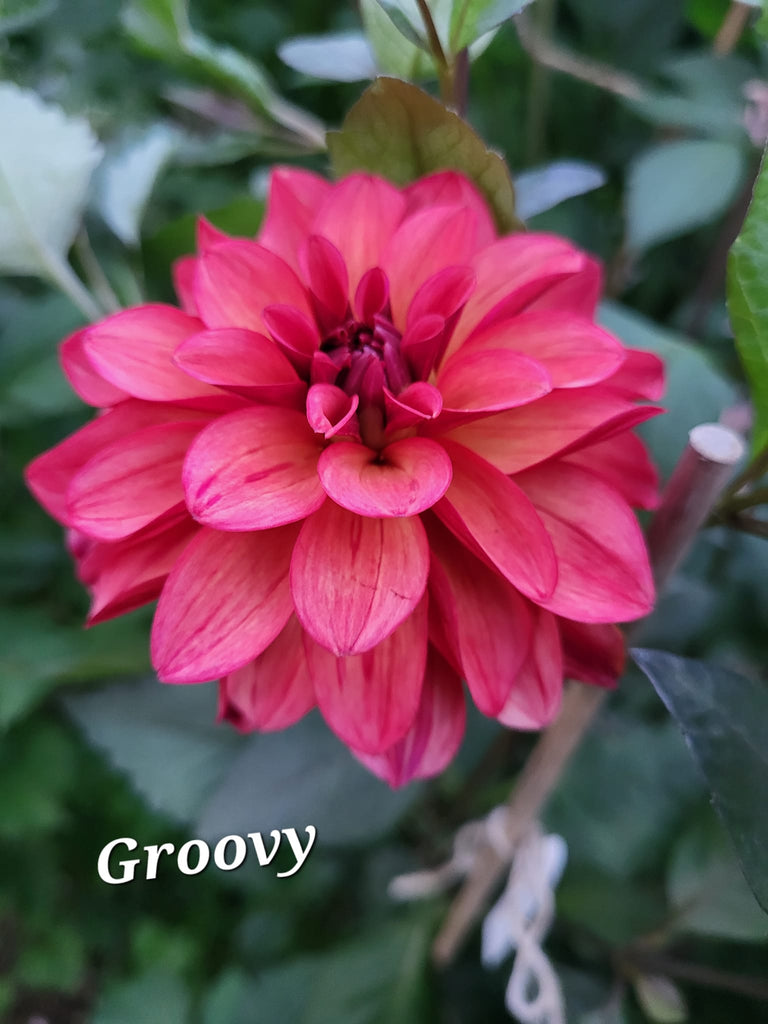 Groovy Dahlia Tuber