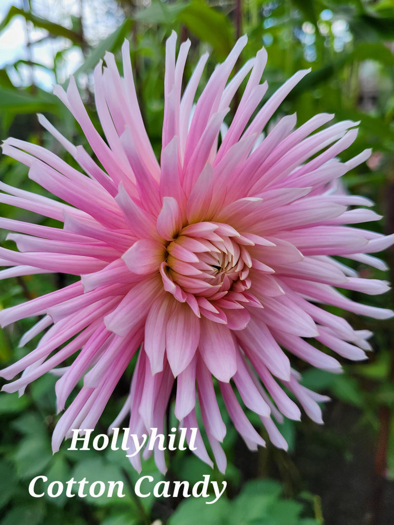 Hollyhill Cotton Candy Dahlia Tuber