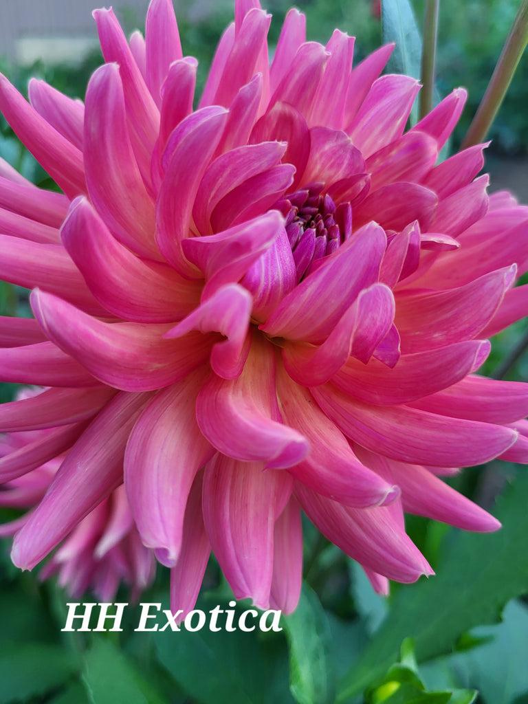 Hollyhill Exotica Dahlia Tuber