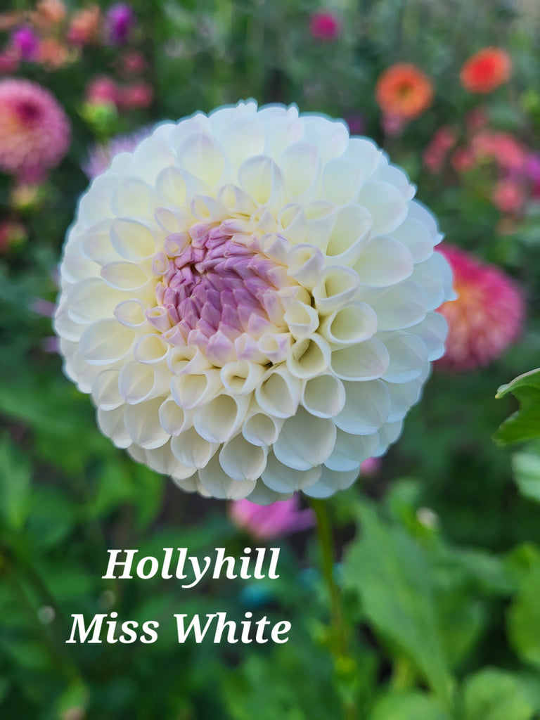 Hollyhill Miss White Dahlia Tuber