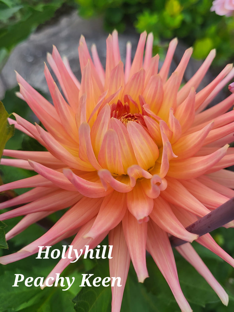 Hollyhill Peachy Keen Dahlia Tuber
