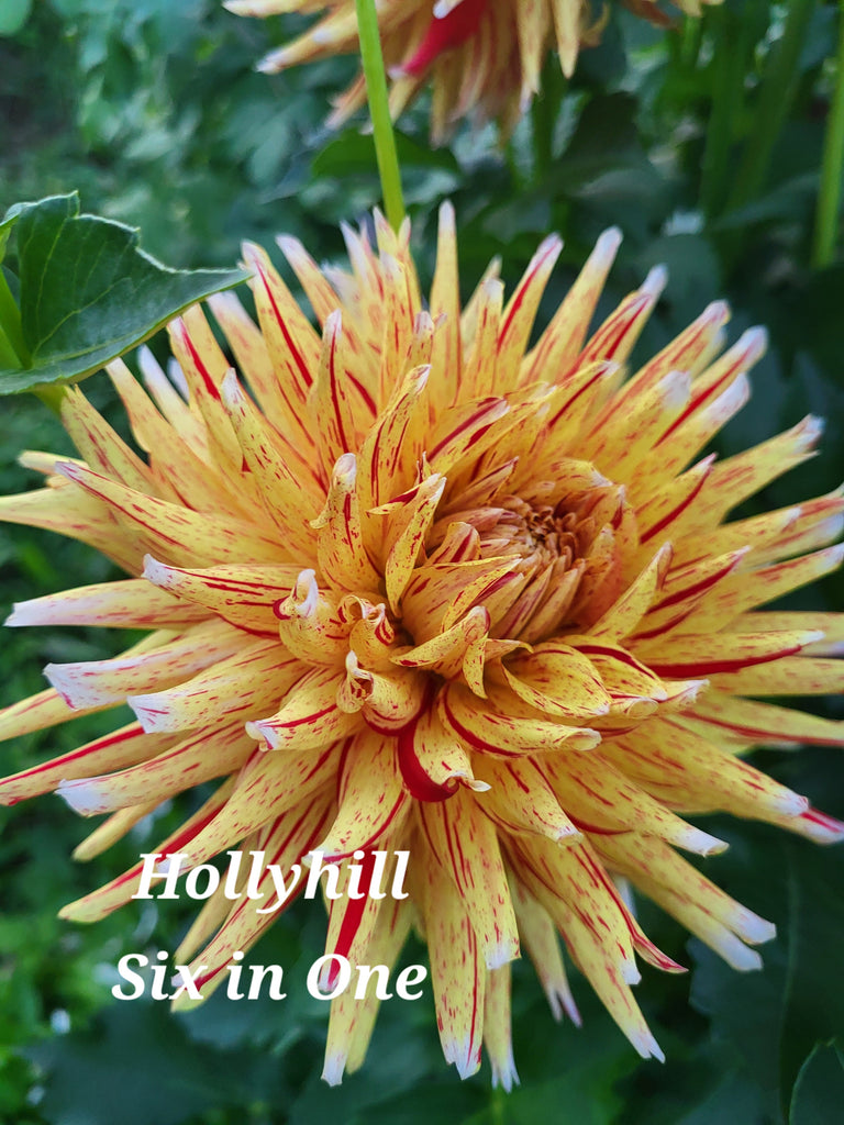 Hollyhill Six In One Dahlia Tuber