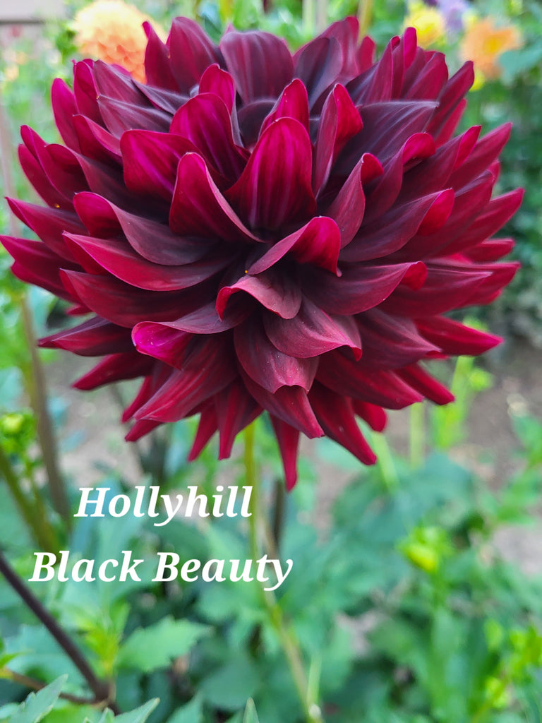 Hollyhill Black Beauty Dahlia Tuber