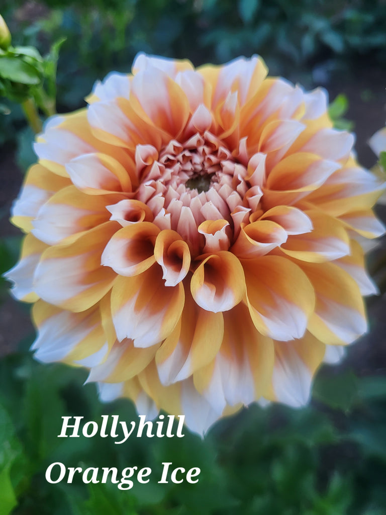 Hollyhill Orange Ice Dahlia Tuber