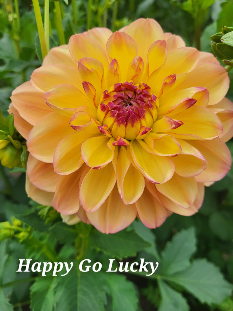 Happy Go Lucky Dahlia Tuber – Dahlias & Petals