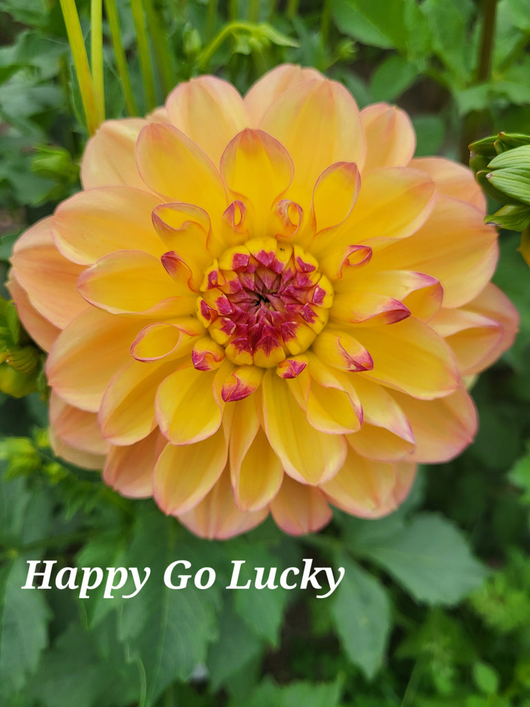 Happy Go Lucky Dahlia Tuber