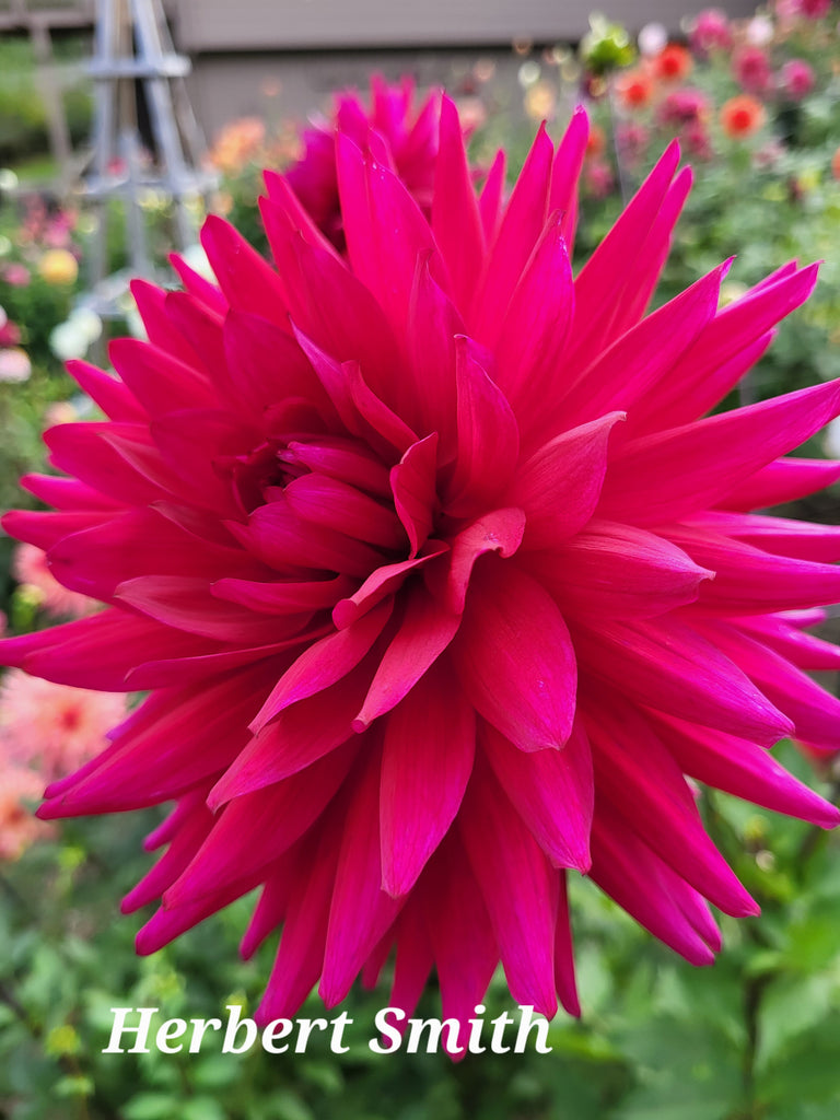 Herbert Smith Dahlia Tuber